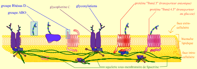 complexe protéique transmembranaire rhésus